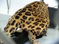 Horny cats fill their holes with cum